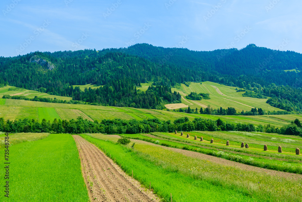 Green field and in summer landscape, Pieniny Mountains, Poland