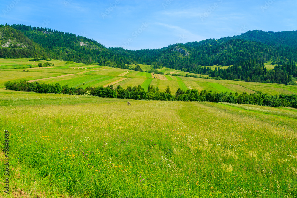 Fototapeta premium Green field and in summer landscape, Pieniny Mountains, Poland