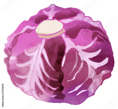 red cabbage