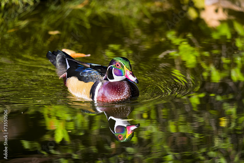 Canvas Print Wood Duck on a Pond