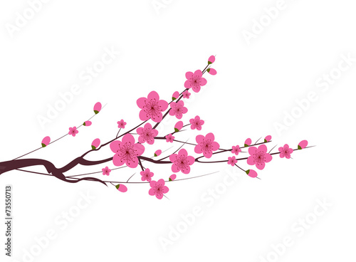 Japanese plum blossom