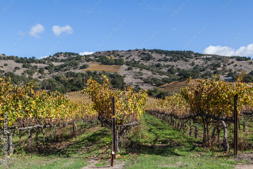vineyard vines and wines