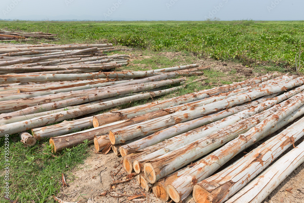 Eucalyptus tree, Pile of wood logs ready for industry Eucalyptus tree, Pile of wood logs ready for industry