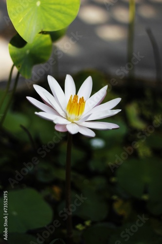 Beautiful lotus   This beautiful water lily or lotus flower