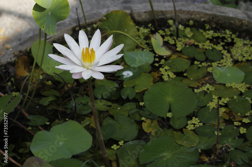 Beautiful lotus   This beautiful water lily or lotus flower