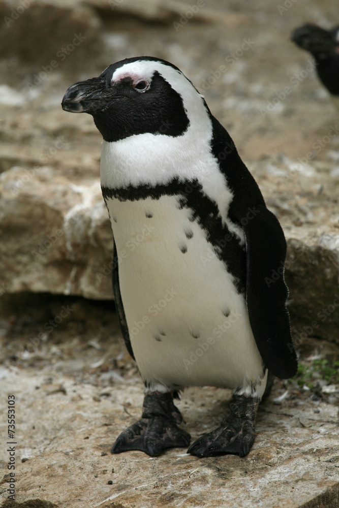 Fototapeta premium African penguin (Spheniscus demersus).