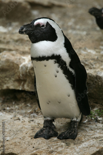 African penguin (Spheniscus demersus).