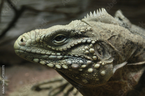 Cuban rock iguana (Cyclura nubile).. © Vladimir Wrangel
