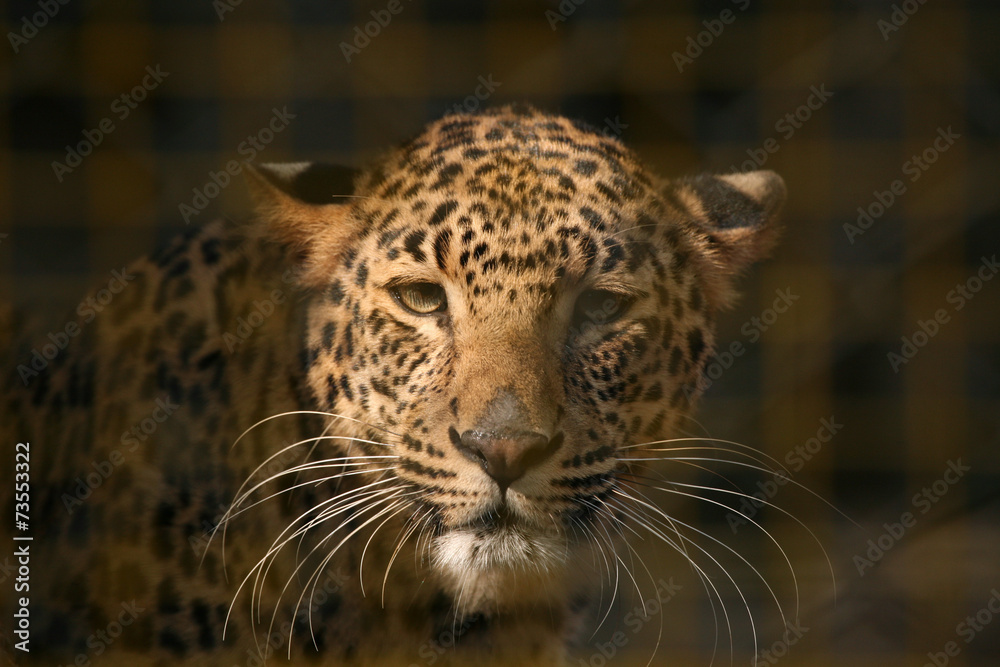 Leopard (Panthera pardus) in its enclosure at zoo. .