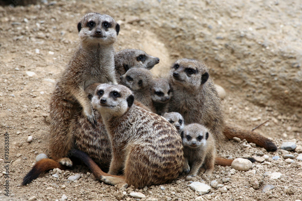 Meerkats (Suricata suricatta), also known as the suricates. Meerkats (Suricata suricatta), also known as the suricates.