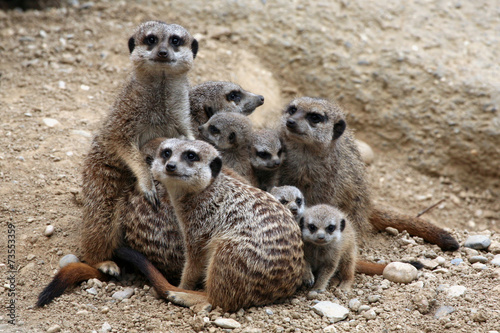 Meerkats (Suricata suricatta), also known as the suricates.