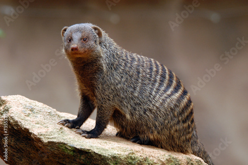 Foto Banded mongoose (Mungos mungo). .