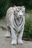 White tiger (Panthera tigris tigris)..
