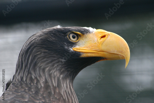 Steller's sea eagle (Haliaeetus pelagicus)..