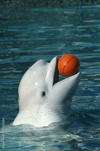 Fotografie Beluga whale (Delphinapterus leucas) playing basketball. .