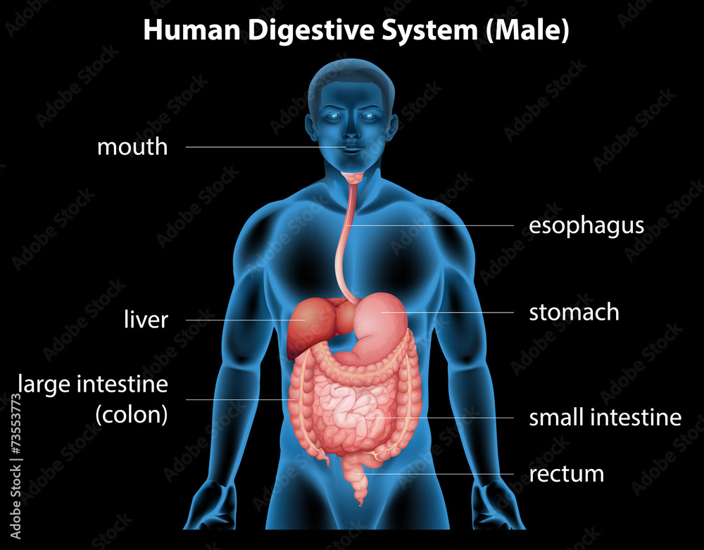Obraz premium Human digestive system