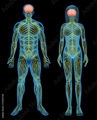 Human nervous system