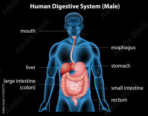 Human digestive system