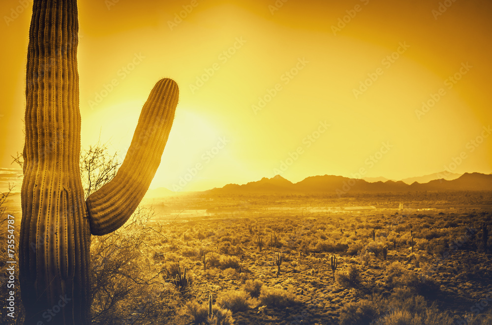 Naklejka premium Saguaro cactus tree desert landscape, Phoenix, Arizona.