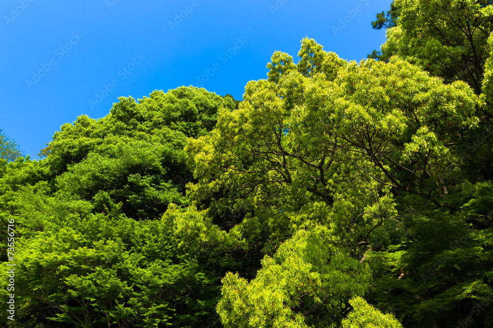 Forest of the village shrine, the tutelary deity Forest of the village shrine, the tutelary deity