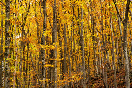 Autumn forest as a background. Autumn landscape