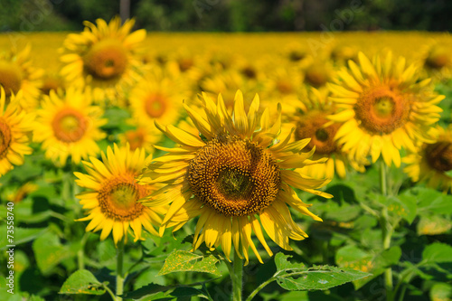 sunflower