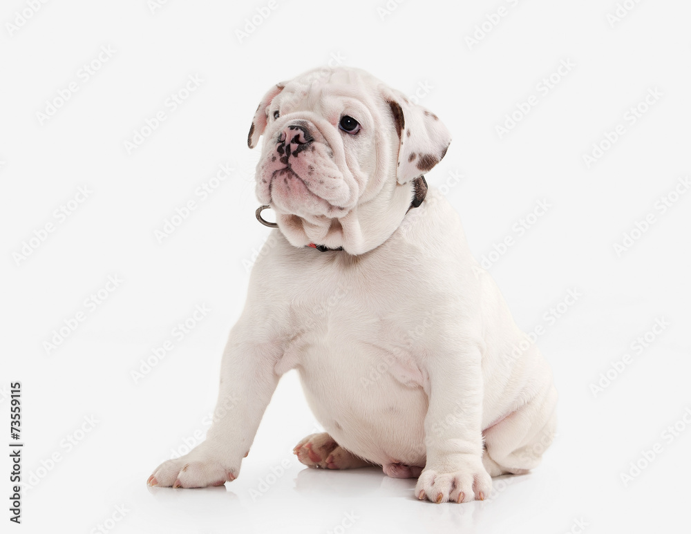 Dog. English bulldog puppy on white background