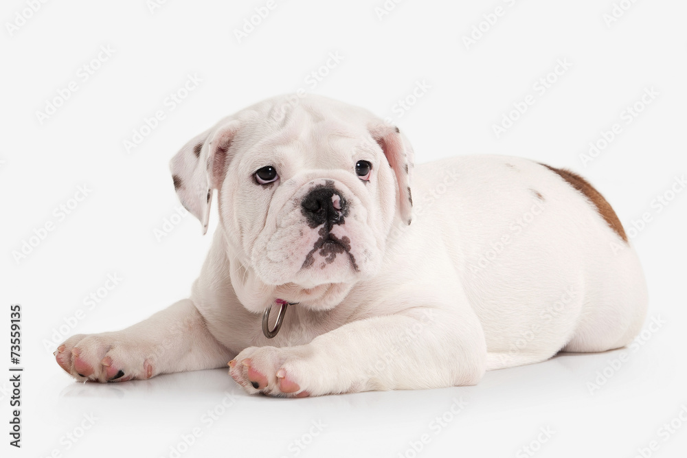 Dog. English bulldog puppy on white background