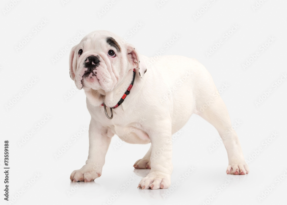 Dog. English bulldog puppy on white background Dog. English bulldog puppy on white background
