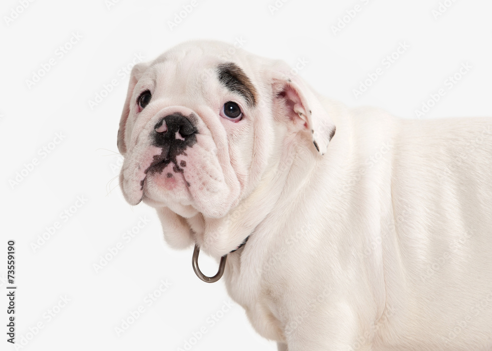 Dog. English bulldog puppy on white background Dog. English bulldog puppy on white background