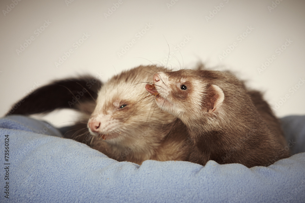 Two ferrets taking care of each other Two ferrets taking care of each other