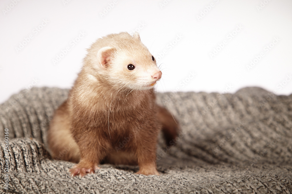 Portrait of chocolate ferret Portrait of chocolate ferret