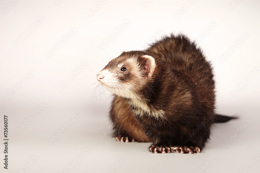 Brown ferret portrait
