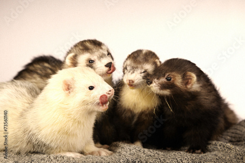 Group of pretty ferrets