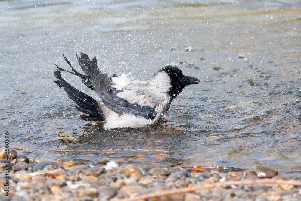 Fototapeta premium Corvus cornix, Hooded Crow.