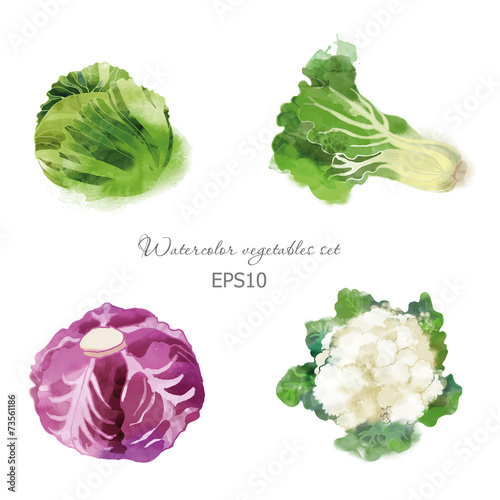 Set of cabbage red cabbage cauliflower
