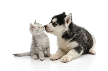Cute puppy kissing kitten