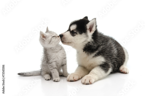 Fototapet Cute puppy kissing kitten