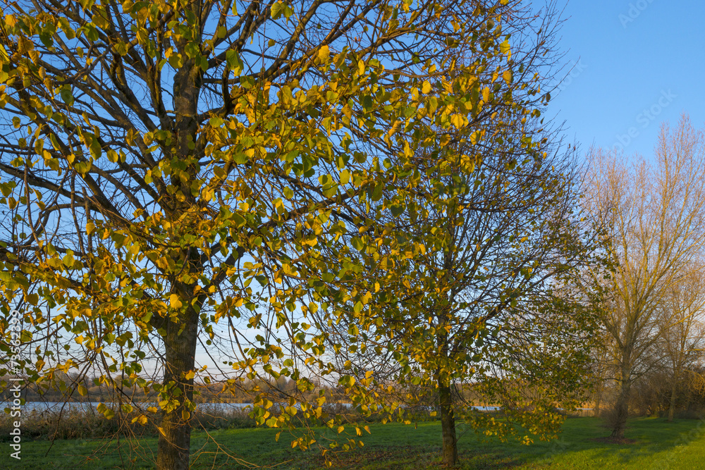 Trees along a canal at sunset in autumn