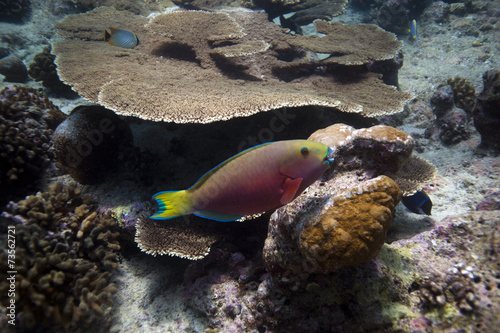 parrotfish photo