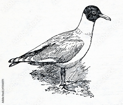 Mediterranean gull (Ichthyaetus melanocephalus)