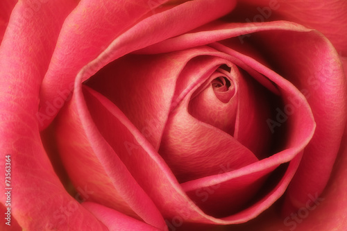 Pink rose macro background