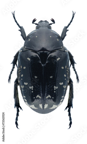 Beetle Protaetia funebris photo