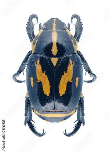Beetle Rutela lineola photo
