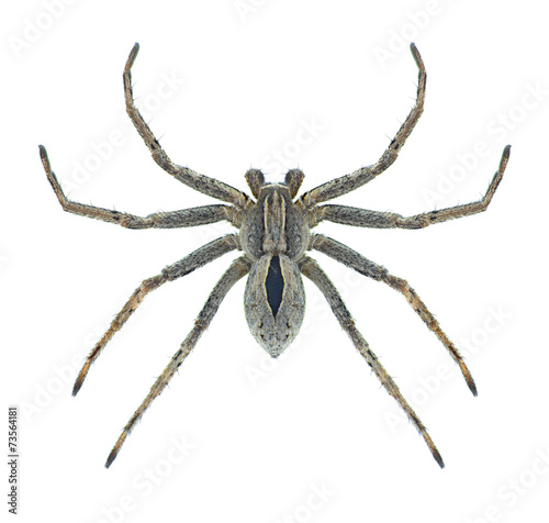 Spider Thanatus formicinus