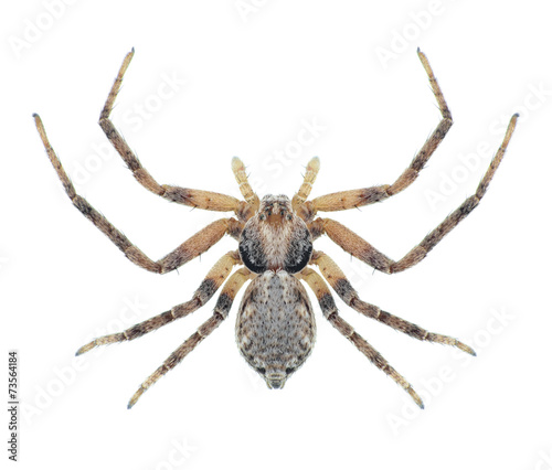 Spider Philodromus aureolus (female) © als