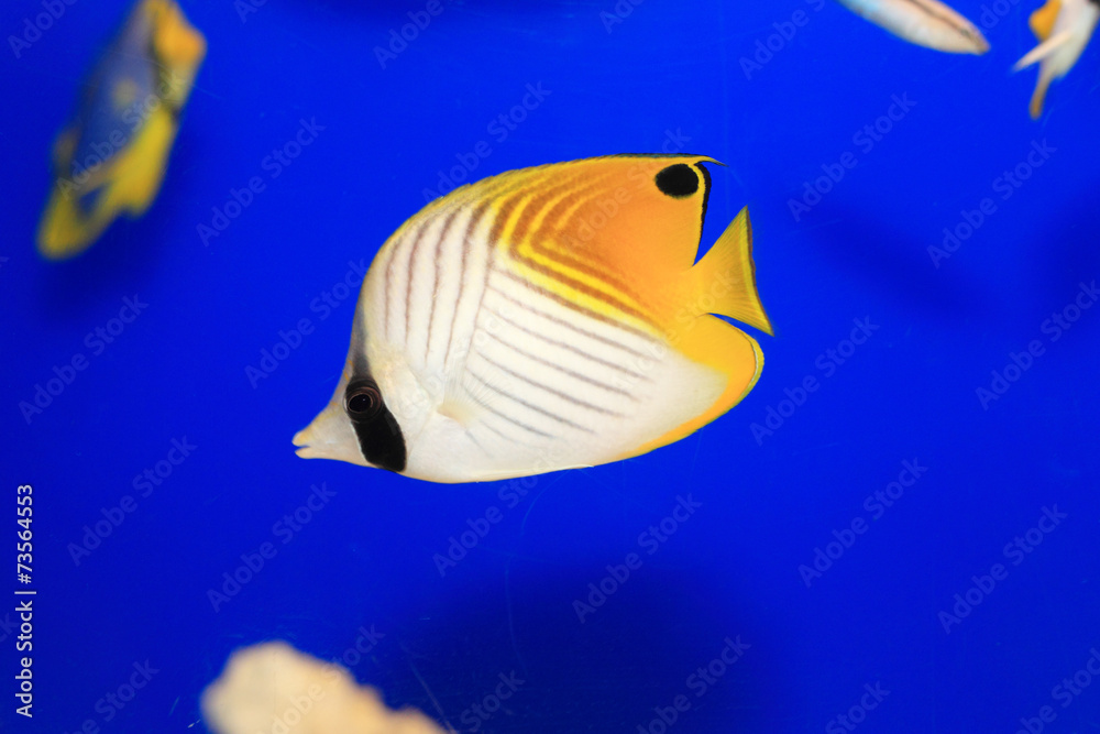 Threadfin butterflyfish (Chaetodon auriga) in Japan Threadfin butterflyfish (Chaetodon auriga) in Japan