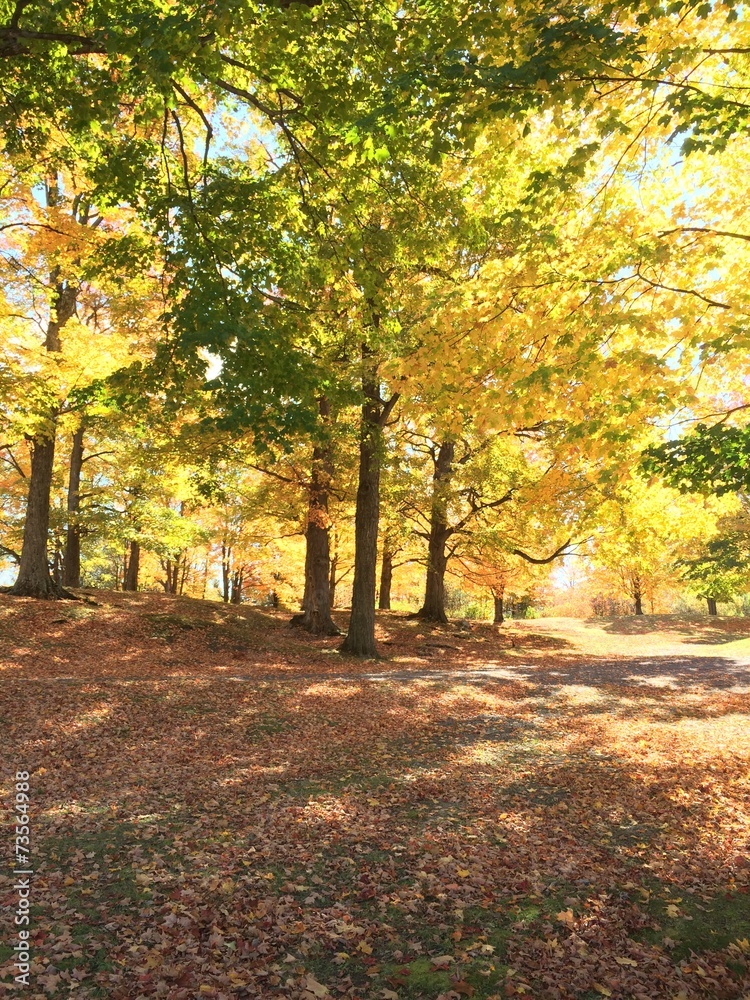 Naklejka premium Fall colors