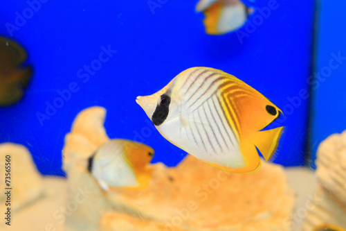 Threadfin butterflyfish (Chaetodon auriga) in Japan