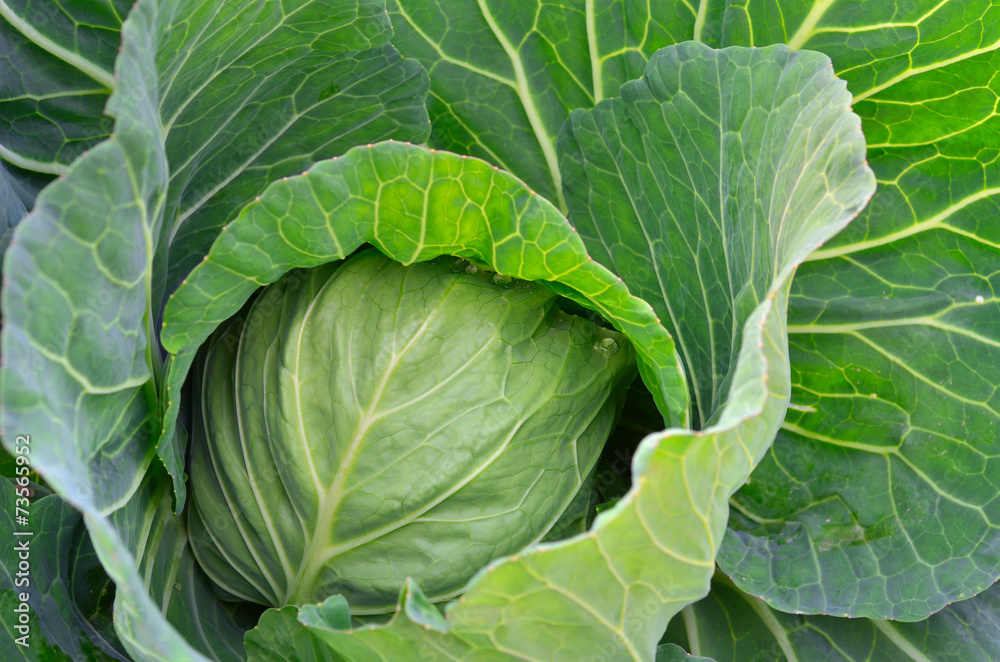 Organic cabbage on the farm Organic cabbage on the farm